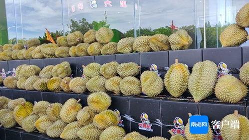 榴莲国产推荐视频在线,视频揭秘美味与种植奥秘 第3张 榴莲国产推荐视频在线,视频揭秘美味与种植奥秘 第3张