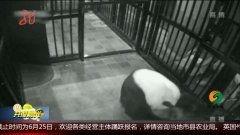 熊猫在外国产仔激动视频